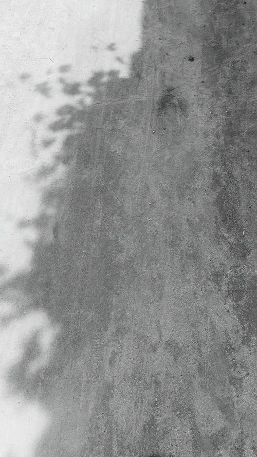 Immagine gratuita di bianco e nero, foglie, fotografia in scala di grigi