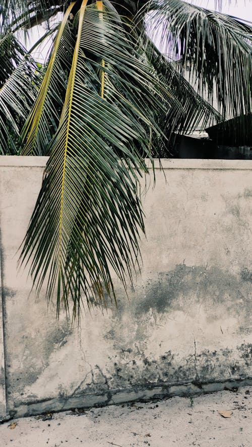 Foto d'estoc gratuïta de coco, fulles de coco, mur de formigó