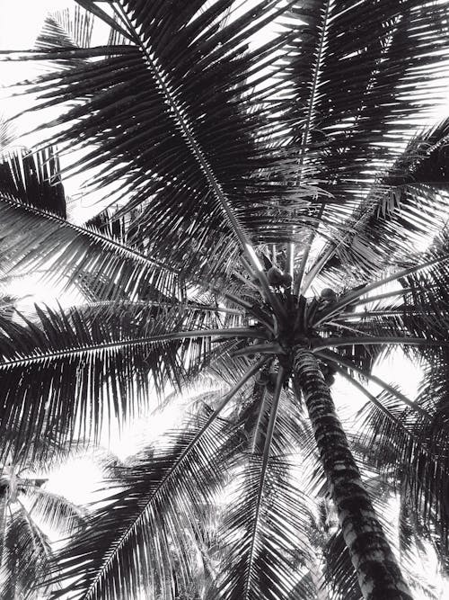 Coconut Tree in Low Angle Photography