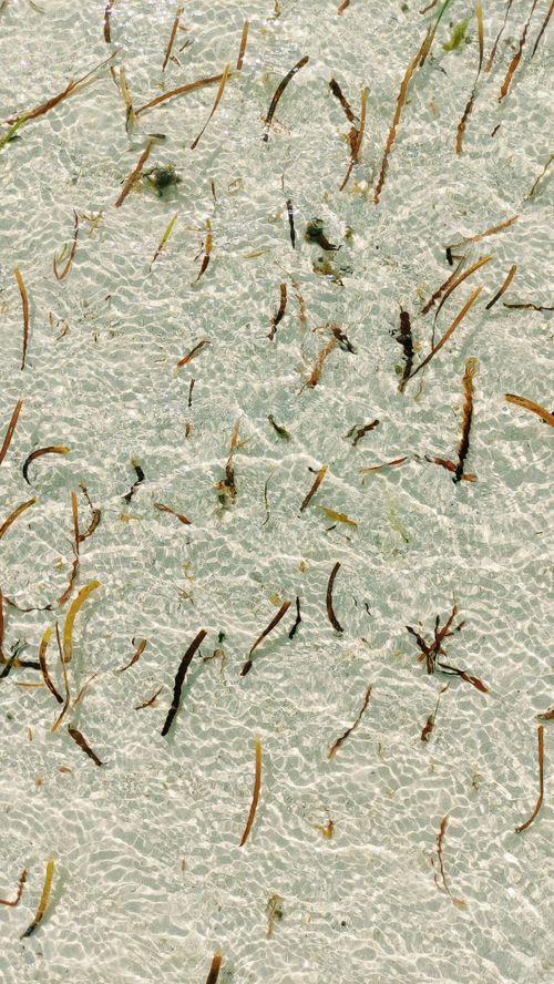 Free Aerial view of seaweed floating on the crystal-clear waters in Dhangethi, Maldives. Stock Photo
