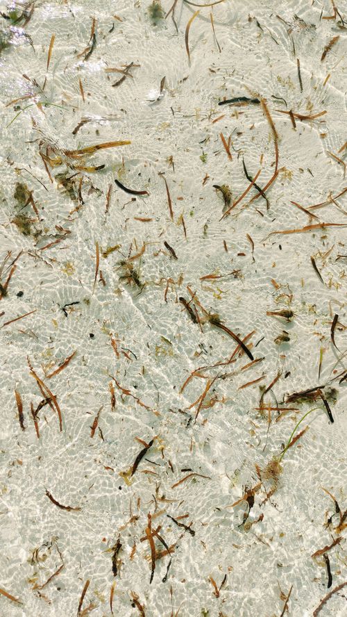 Free Clear shallow water with scattered seaweed on a sandy beach in Dhangethi, Maldives. Stock Photo