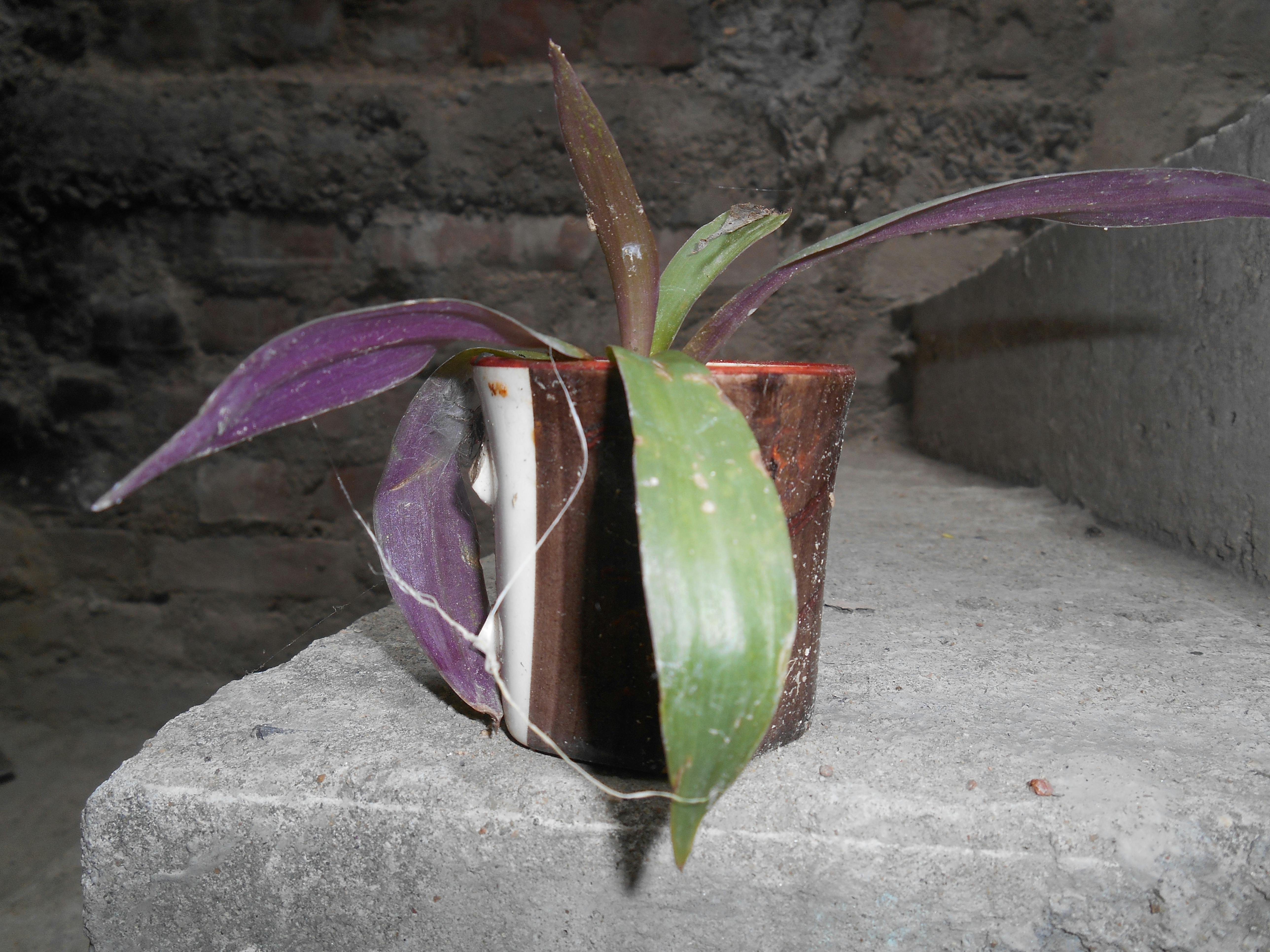 pexels-photo-934851.jpeg?cs=srgbu0026dl=pexels-sushant-singh-934851.jpgu0026fm=jpg