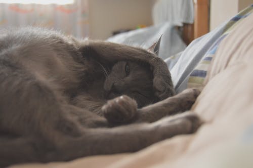 Ilmainen kuvapankkikuva tunnisteilla eläinkuvaus, kissa, nukkua