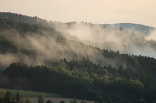 Fog on Tree Tops