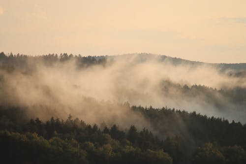 Gratis stockfoto met bomen, mist, mistachtig