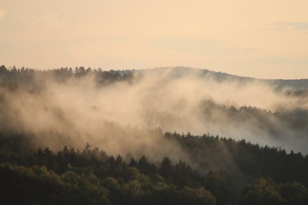 A serene view of a misty forest with fog at sunrise, capturing nature's — Photo by Tobi &Chris on Pexels