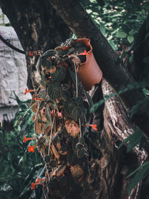 Free stock photo of dark green, dark leaves, flower