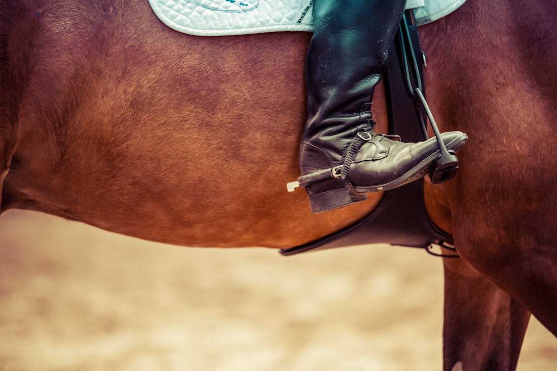 Black and Brown Horse in Close Up Photography