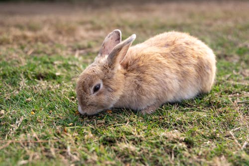 Free Brown Bunny on Green Grass Stock Photo
