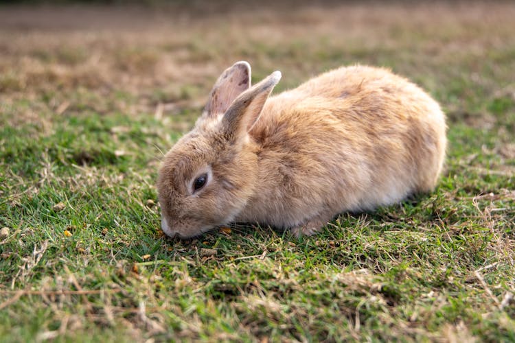 Brown Bunny On Green Grass