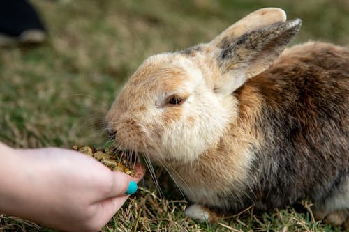 Free Person Feeding a Rabbit Stock Photo