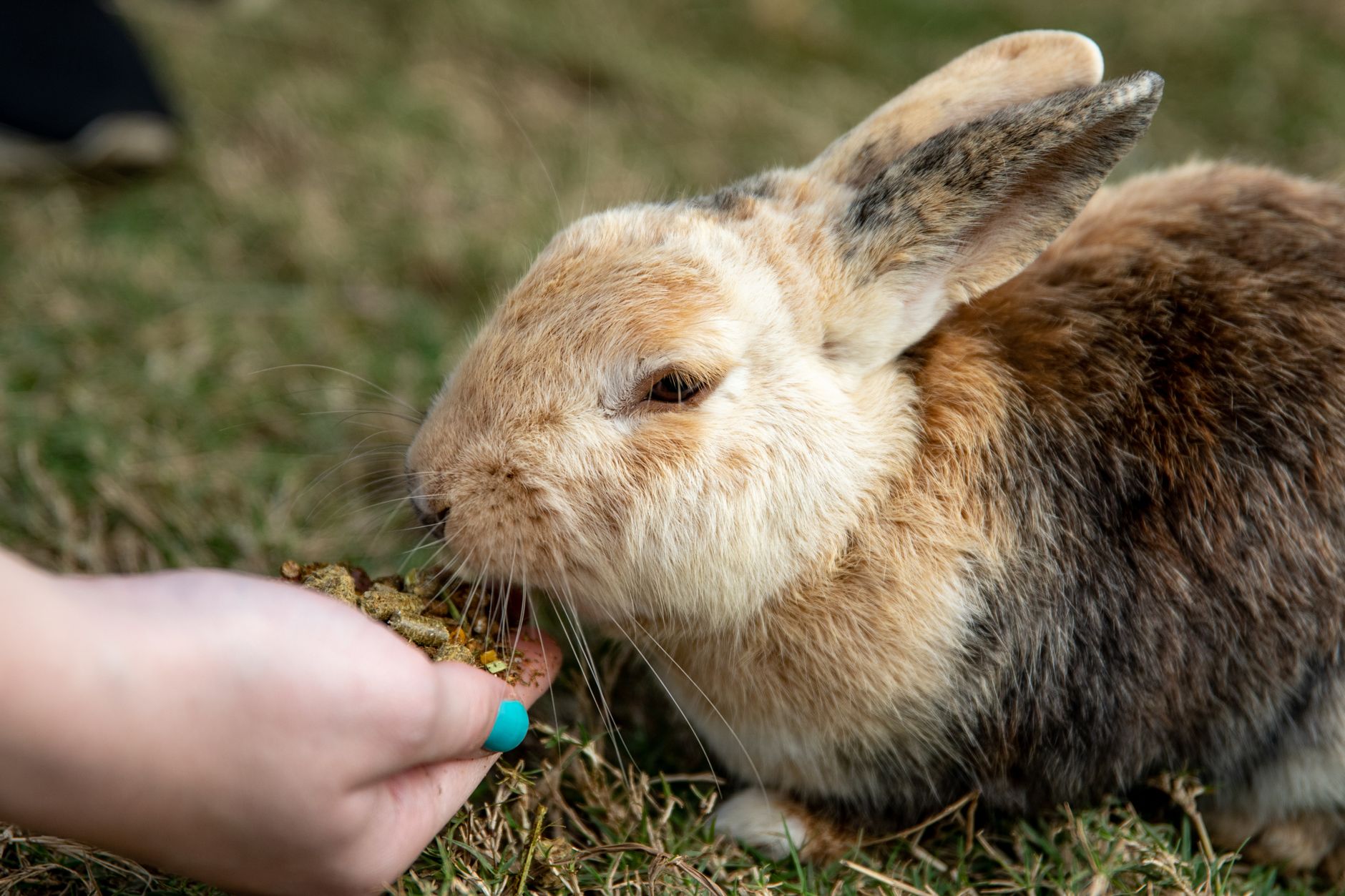 natural rabbit pet food guide for pet parents