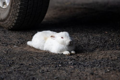 Gratis lagerfoto af dæk, hakket, hvid kanin Lagerfoto
