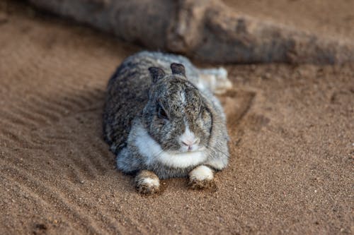 Free White and Gray Rabbit on Sand Stock Photo