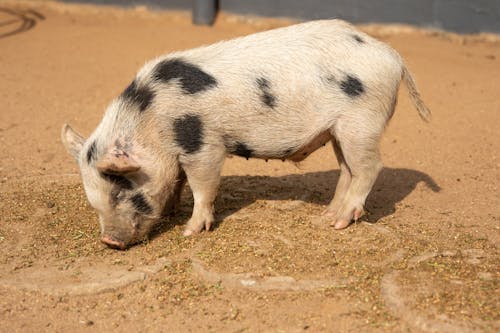 Close-Up Shot of a Piglet