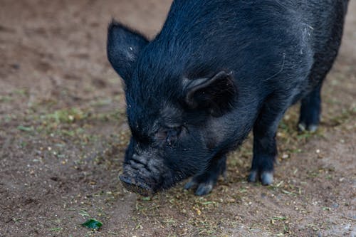 Free Black Pig on Brown Soil Stock Photo