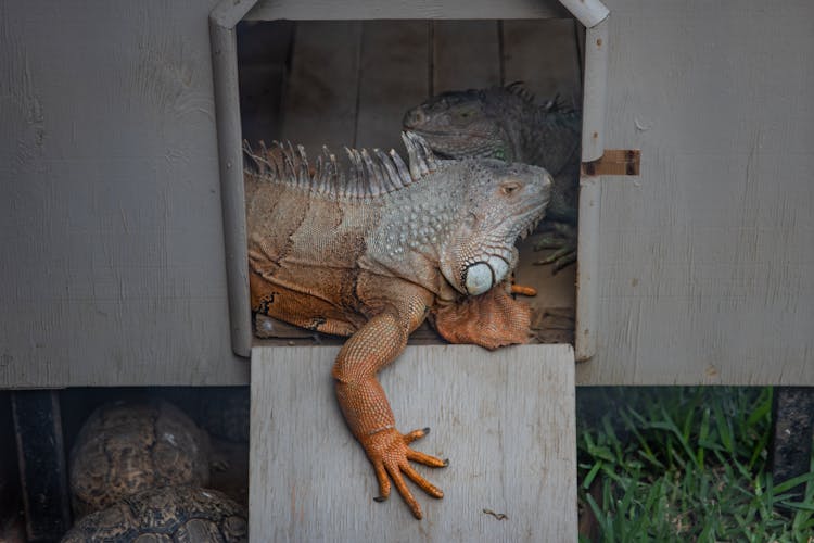 Close-Up Shot Of Iguanas 