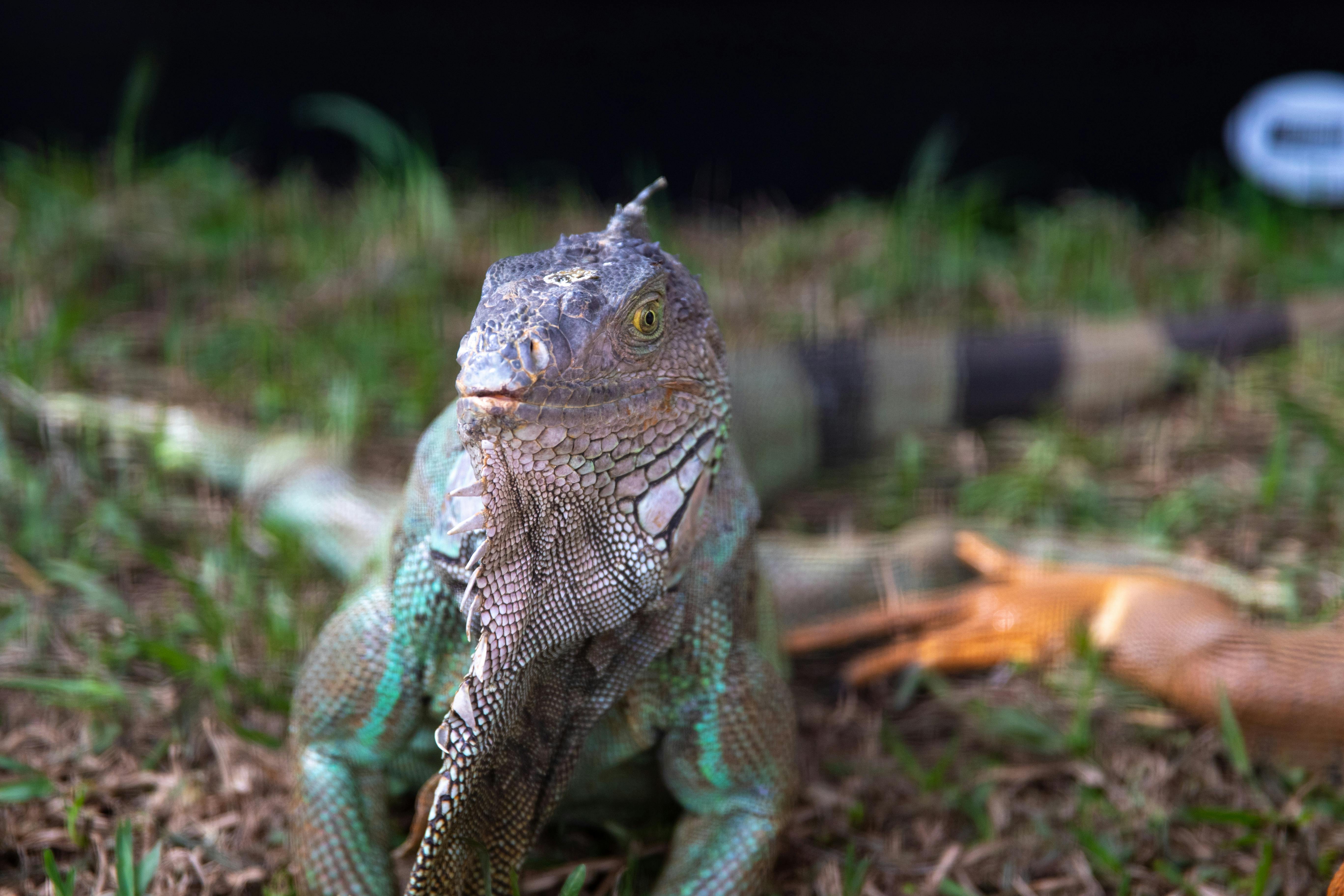 Free Detailed close-up of a green iguana in its outdoor habitat, showcasing its scales and natural surroundings. Stock Photo