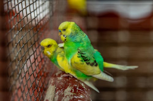 budgies, 새 사진, 새장의 무료 스톡 사진