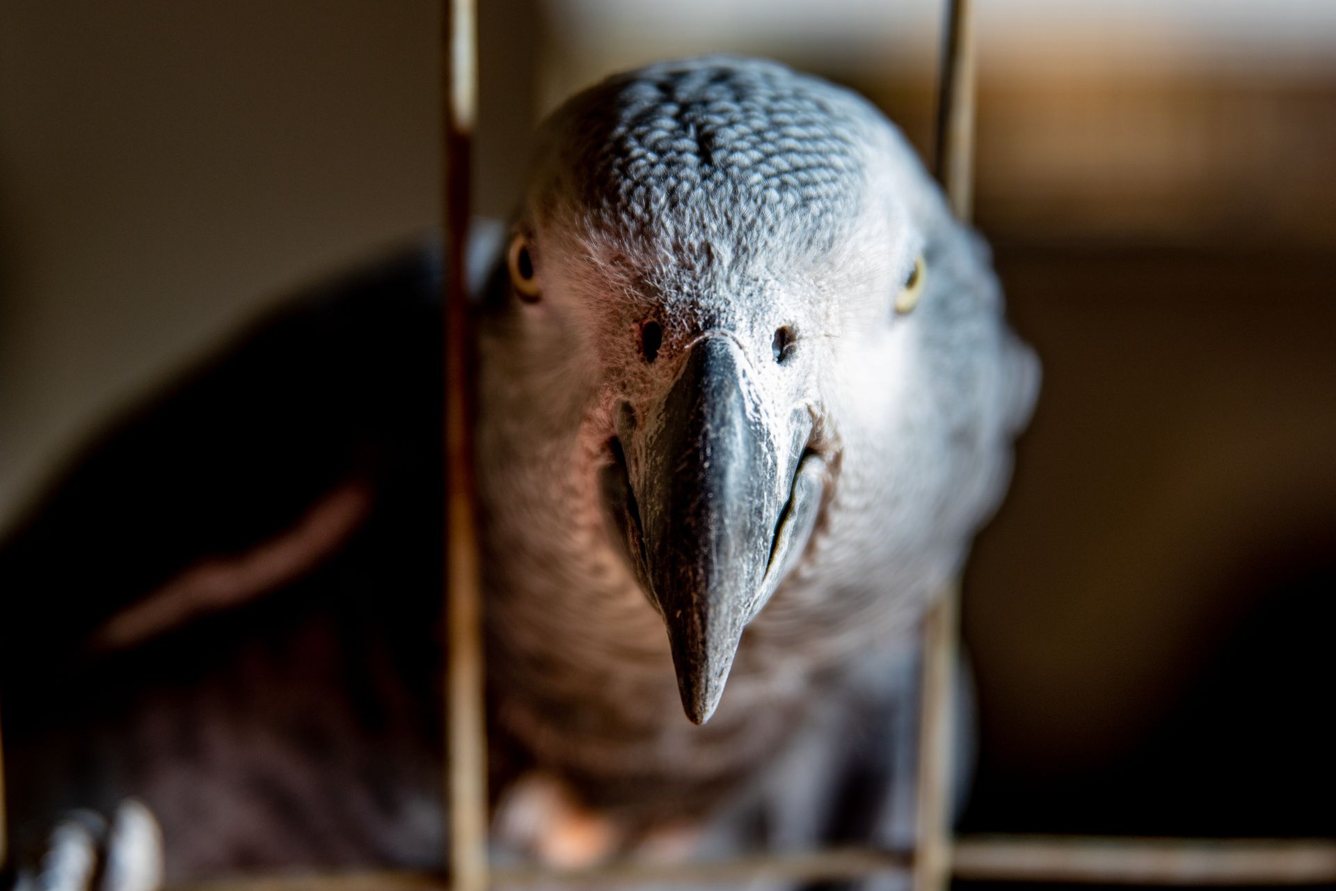 Detailed close-up of an African Grey Parrot peering through cage bars, showcasing its intricate feathers.