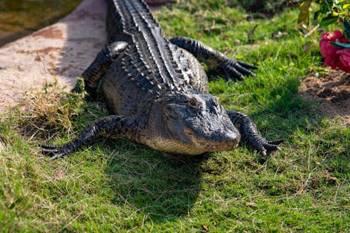 Free Black Crocodile on Green Grass Stock Photo