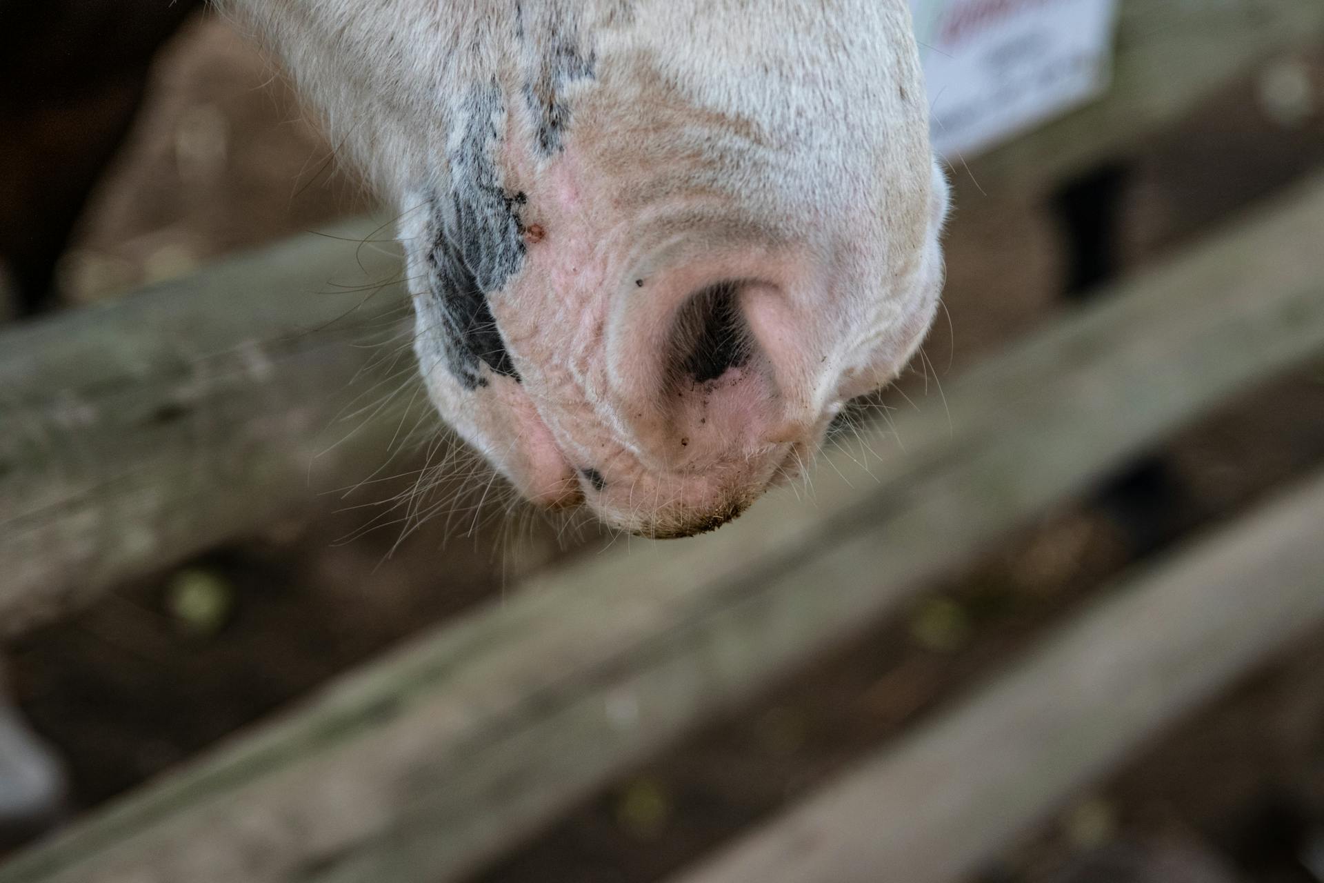 Hairy Muzzle of Horse