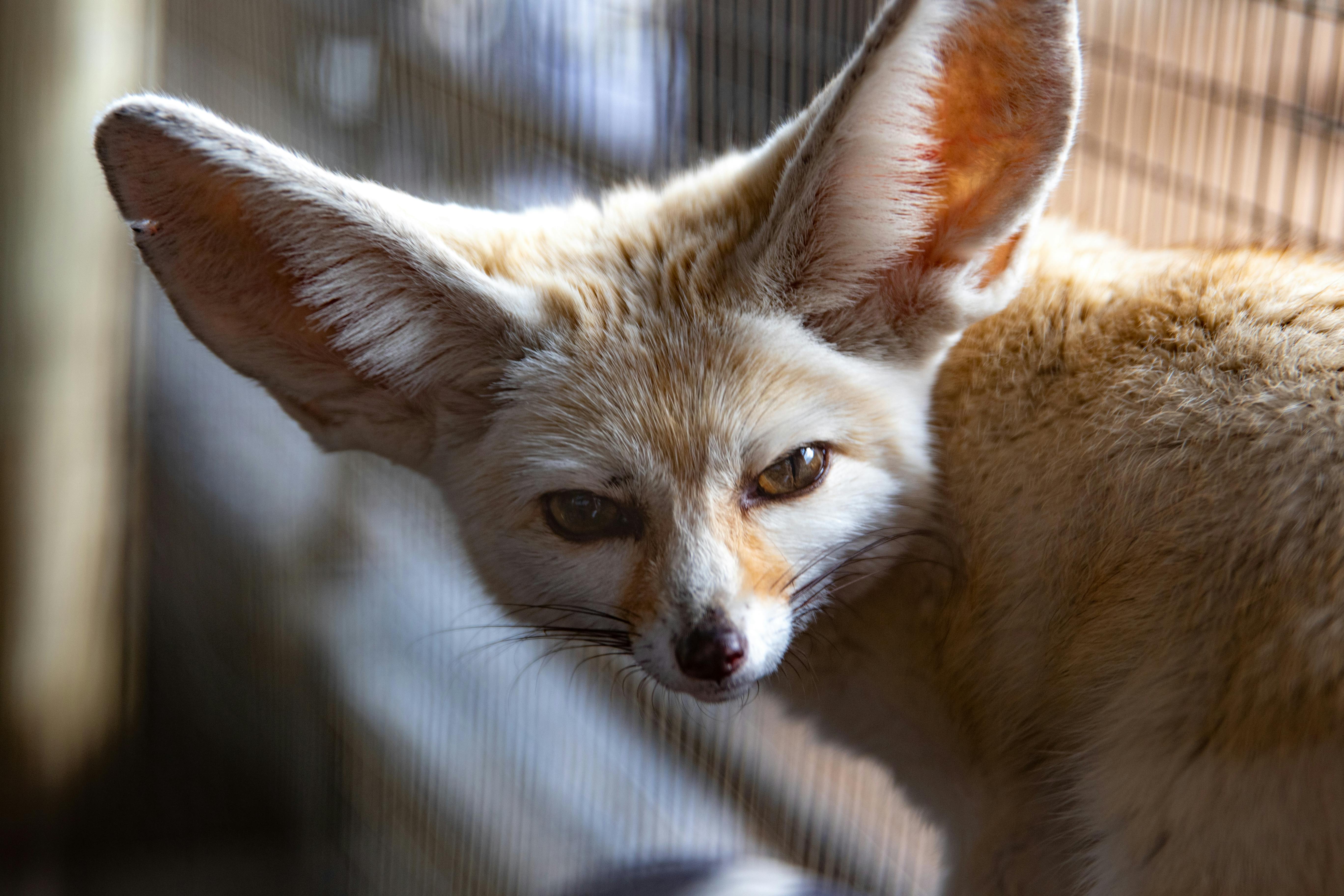 HD wallpaper pink fox look muzzle ears large Fenech fennec fox  mammal  Wallpaper Flare