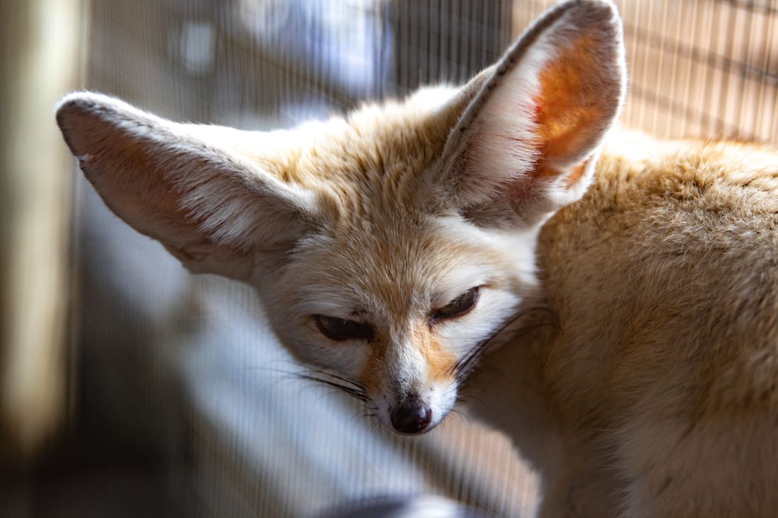 Büyük kulaklı fennec tilkisinin yakın plan görünümü