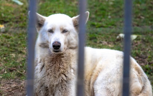 Free Photo of a White Wolf Stock Photo