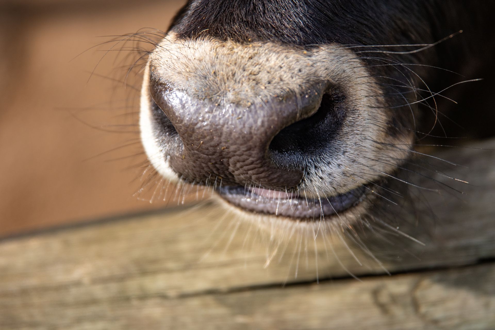 Detailed close-up of a cow's nose resting on a wooden fence, showcasing texture and details.