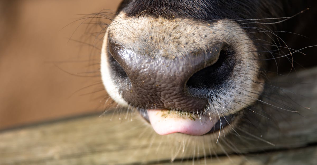 財經:乾杯集團進軍牛舌市場,雙引擎策略提升獲利動能