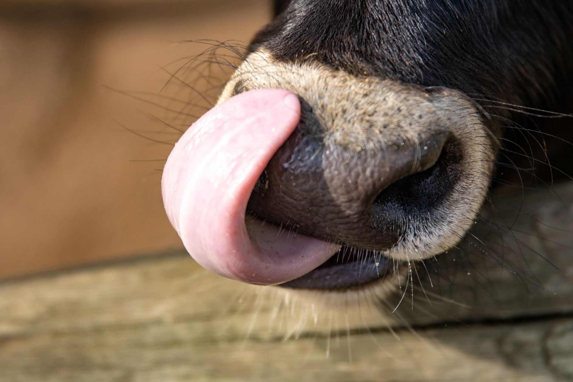 Close-Up Shot of a Cow's Tongue