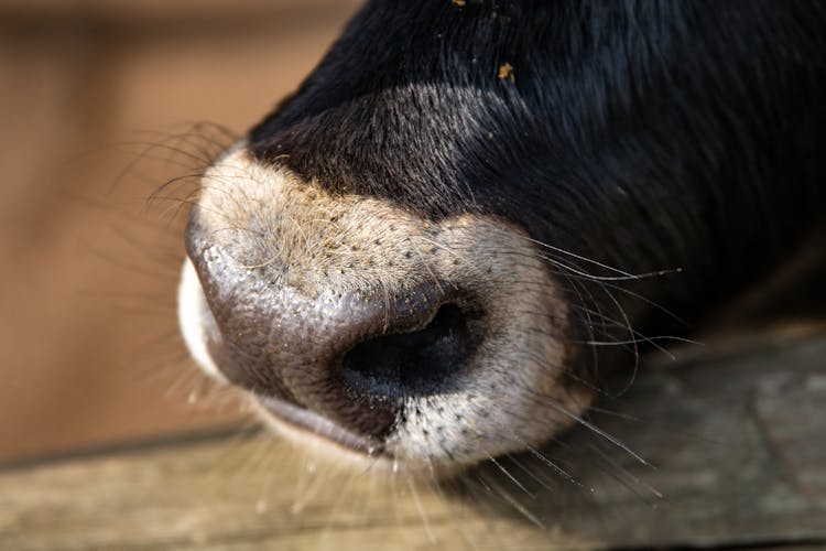 A Black And Brown Nose Of A Cow 