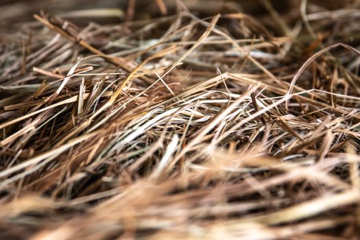 Detailed close-up of dry straw and hay, showcasing natural textures and earthy tones.