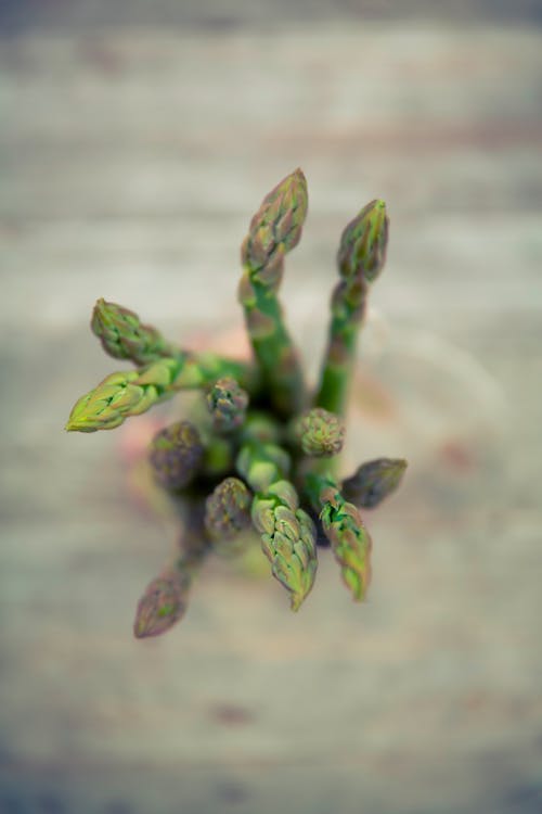 Green Plant in Close Up Photography