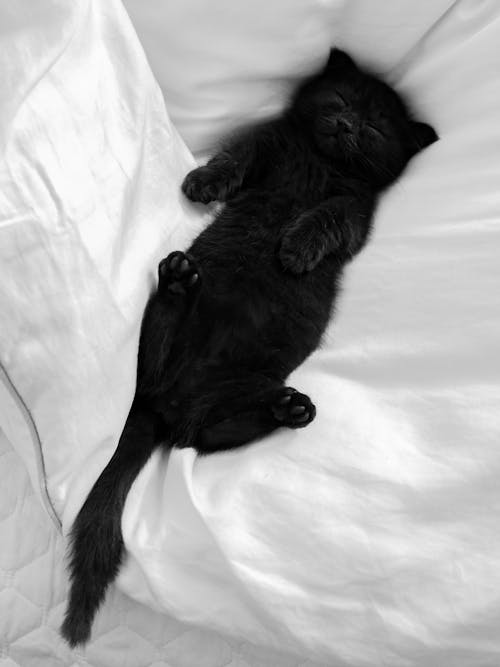 Black Cat Lying on White Textile