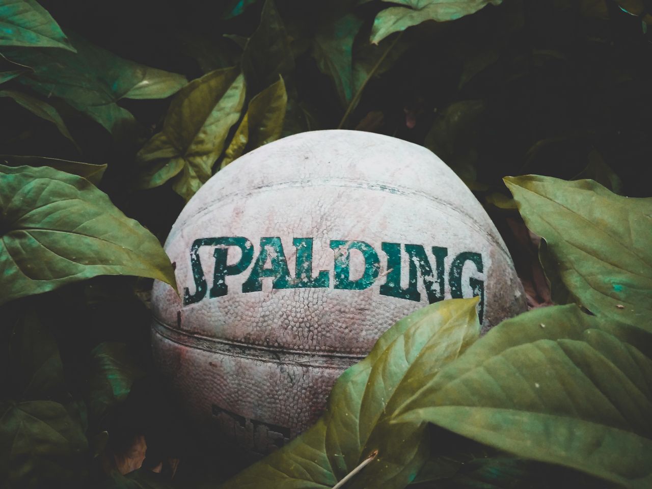 old basketball partially buried in vibrant green leaves outdoors