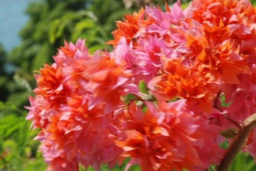 Free stock photo of floral, flower, orange Stock Photo