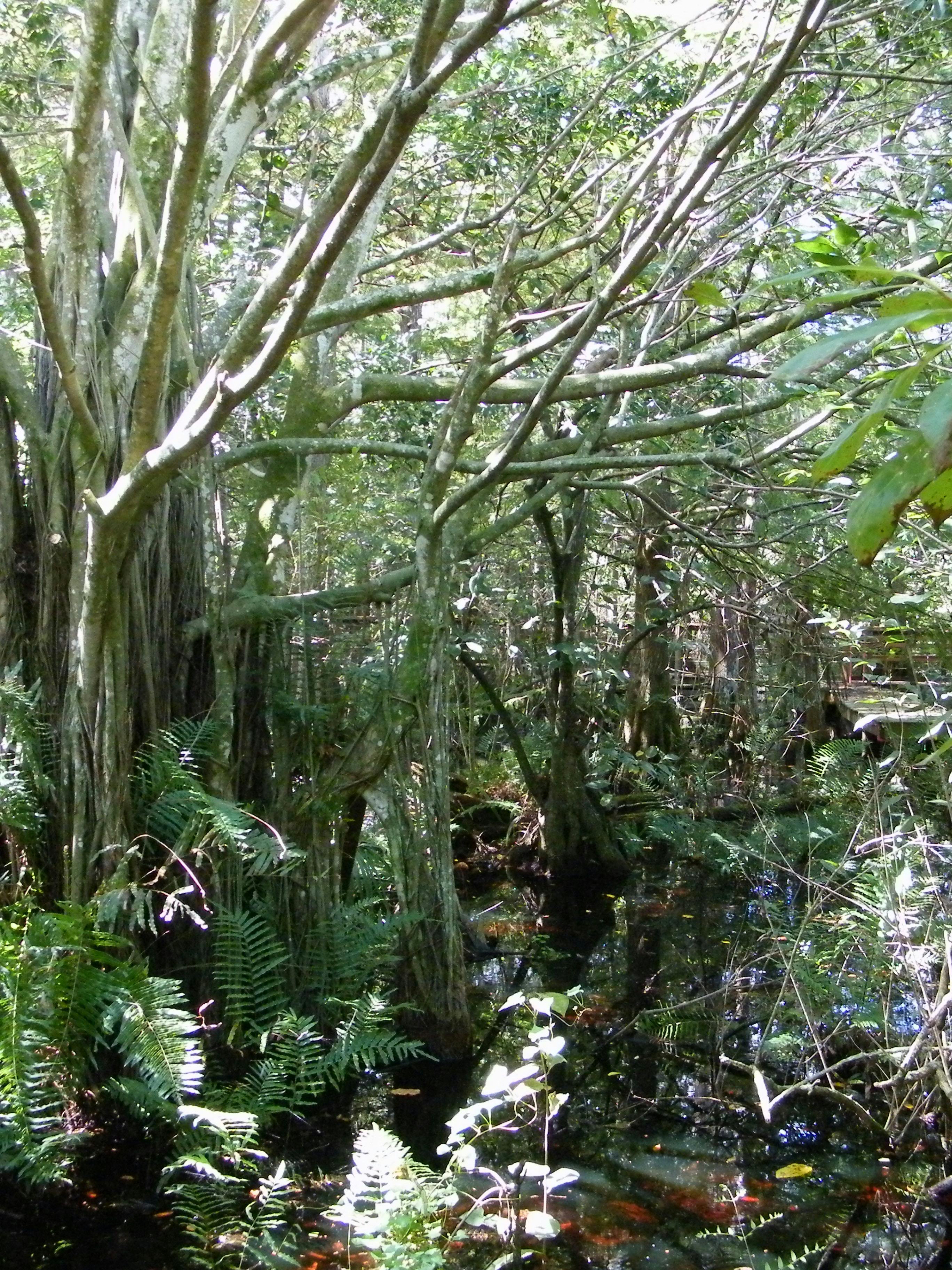 Free stock photo of Spanish Moss, swamp, swamp tree