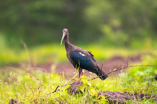 Red Naped Ibis on Stone