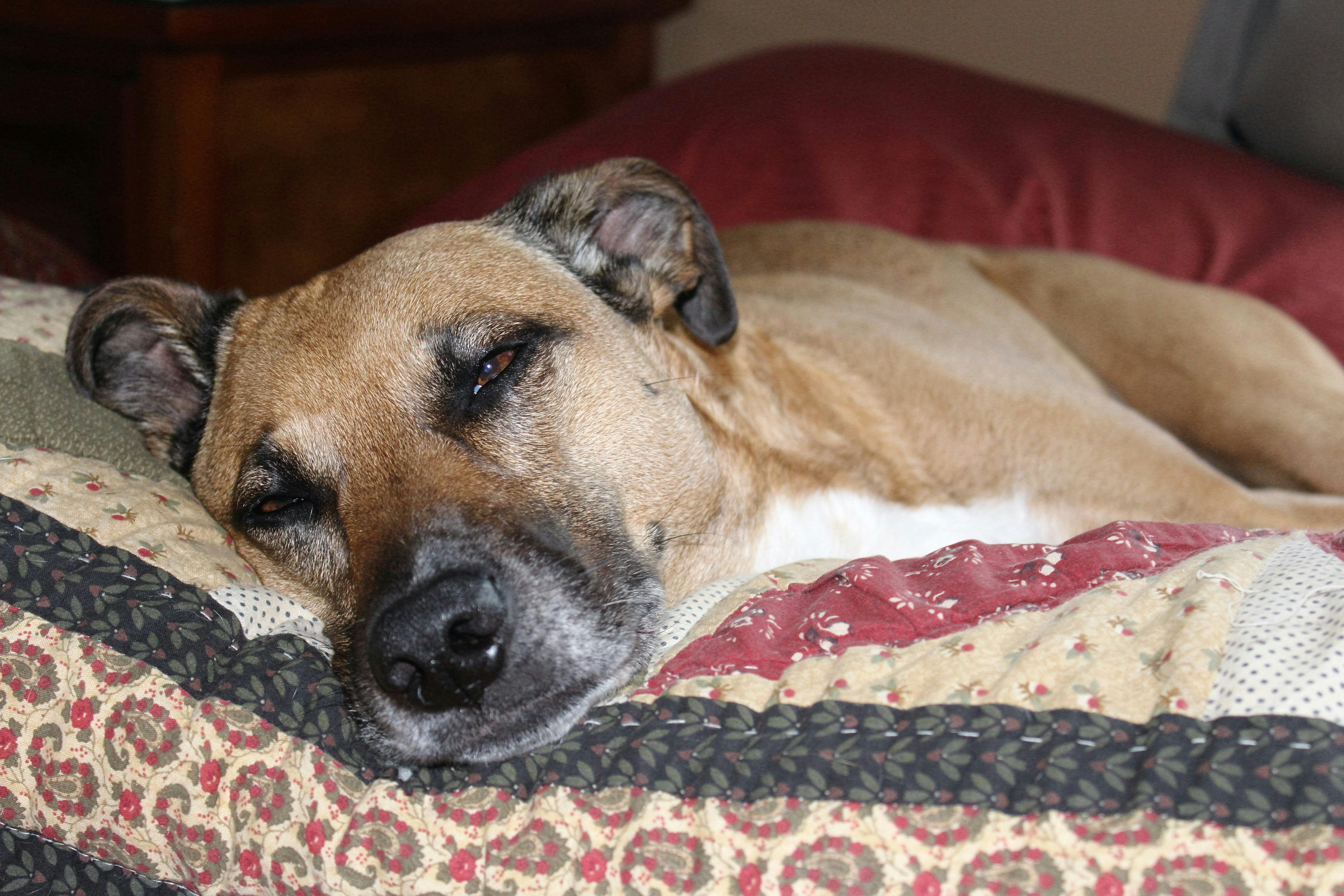 Free stock photo of bed, comfy, dog