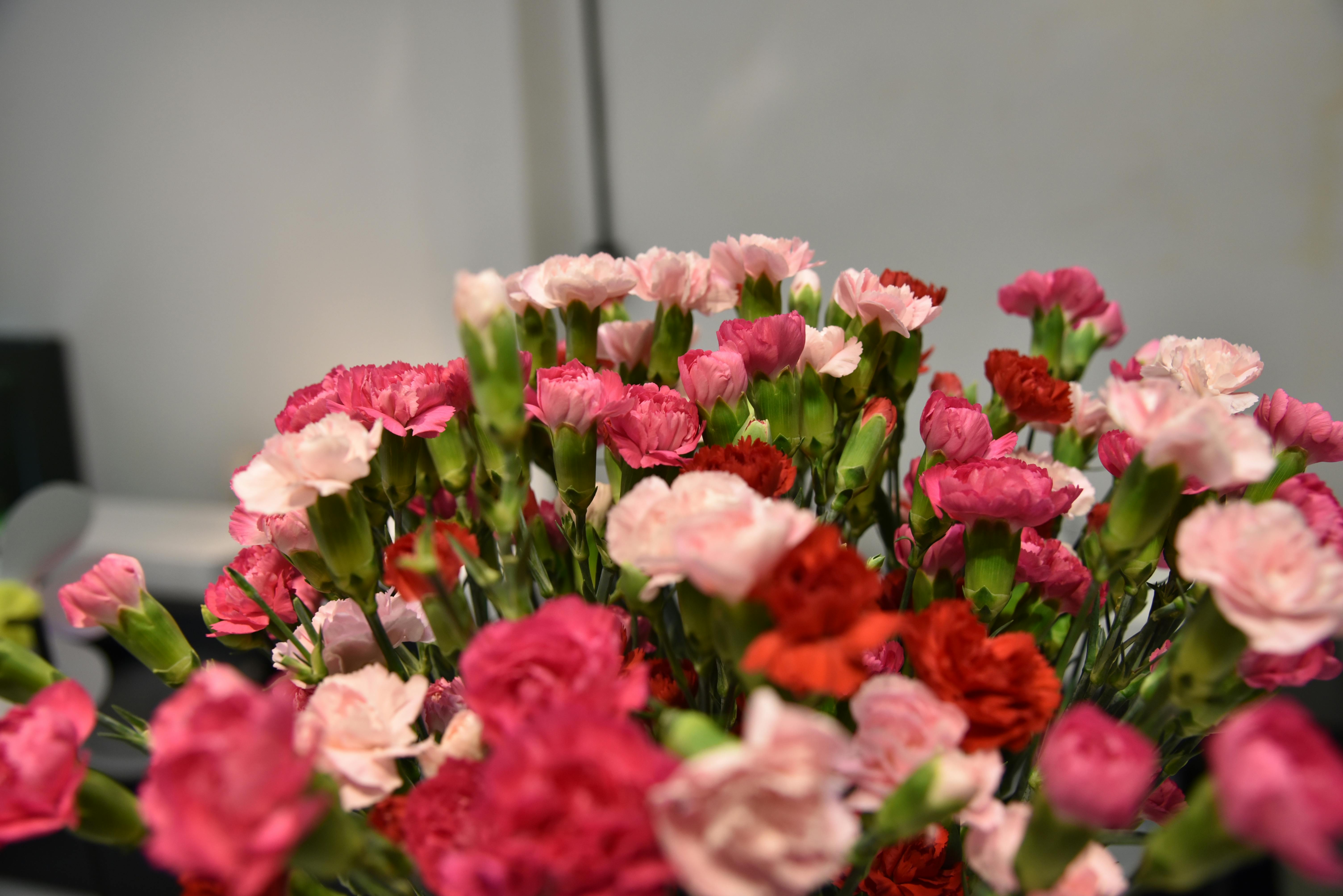 Paper Flower Decoration Beside Green Leafed Plants · Free Stock Photo