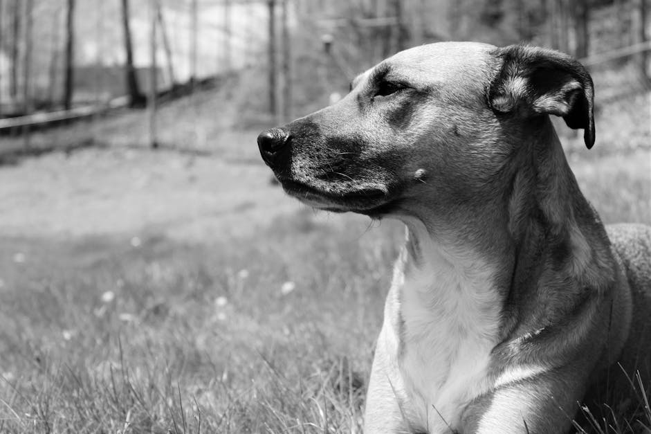 Free stock photo of black and white, dog, rescue dog