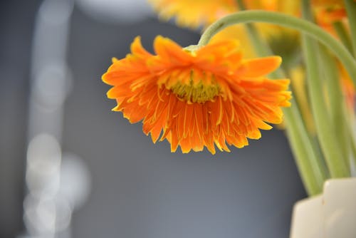 橙色雏菊花选择性聚焦摄影