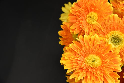 Macro Photography of Orange Flowers