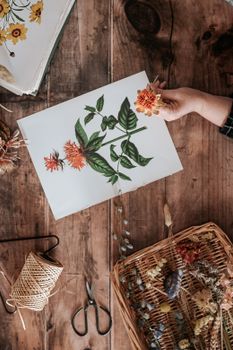 A hand crafting a botanical illustration with flowers on a rustic wooden table.. hand, crafting, botanical