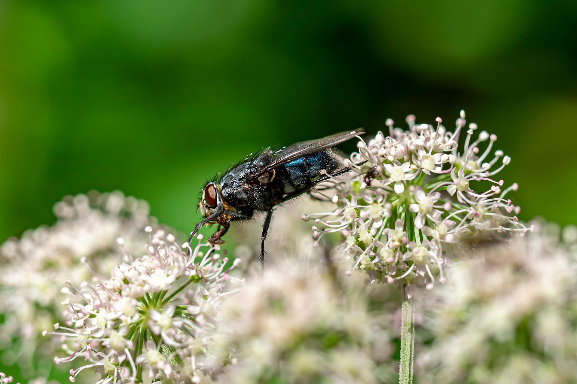 Macro shot of a fly pollinating white flowers in a natural setting.