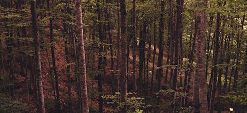 Free Tall Trees in Forest Stock Photo
