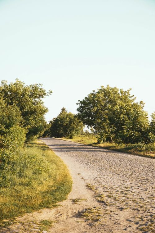 Free A peaceful rural dirt road lined with lush green trees on a sunny day, ideal for nature photography. Stock Photo