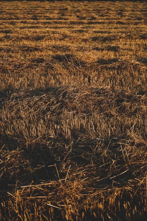 Free A detailed close-up of a field with sunlit dry grass, evoking an earthy and natural mood. Stock Photo